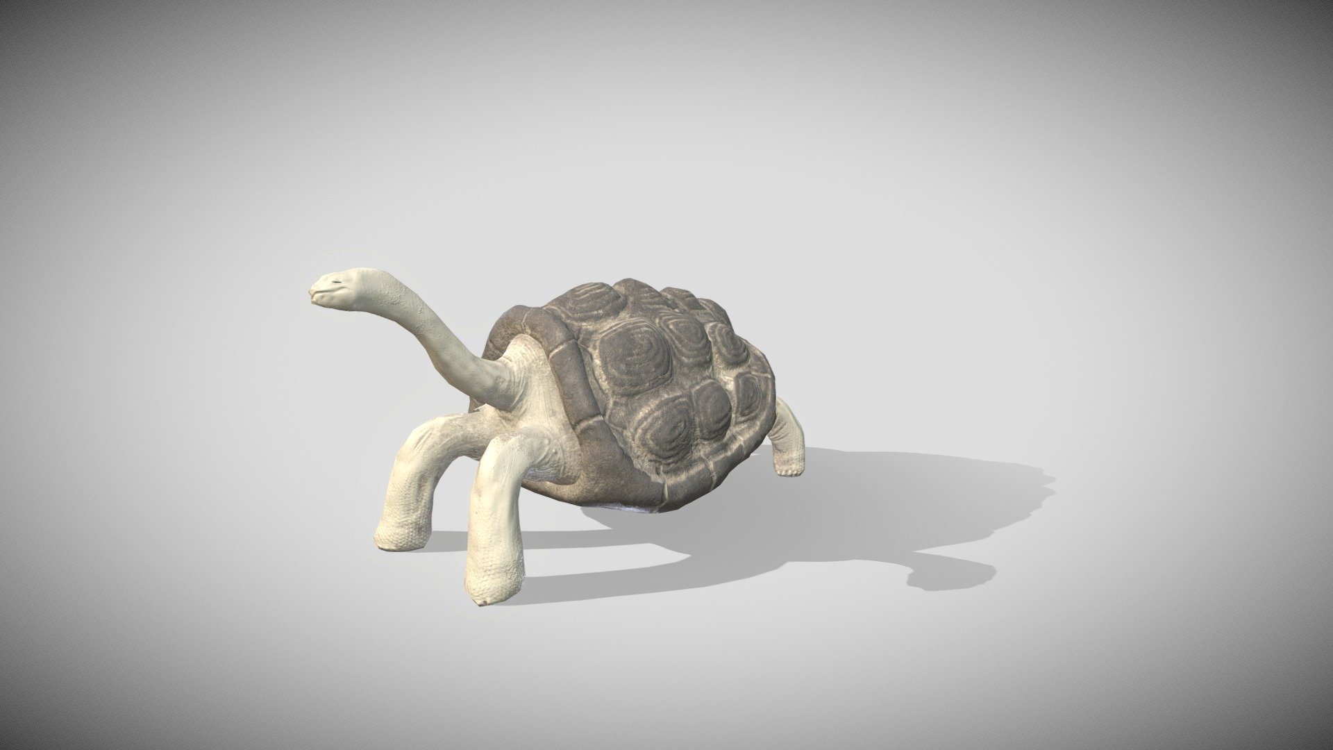 Benjamin Dawe's SCNC 2022 Tortoise