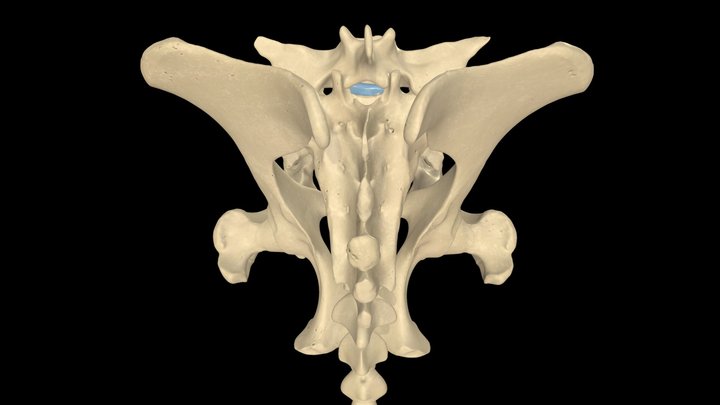 Bones of the Equine Sacroiliac Region 3D Model