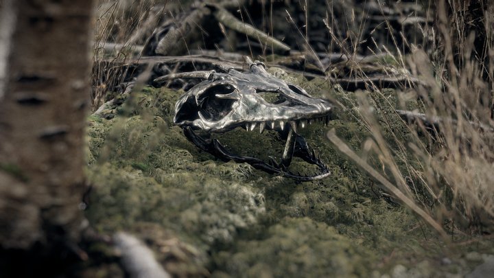 Lizard skull scene 3D Model