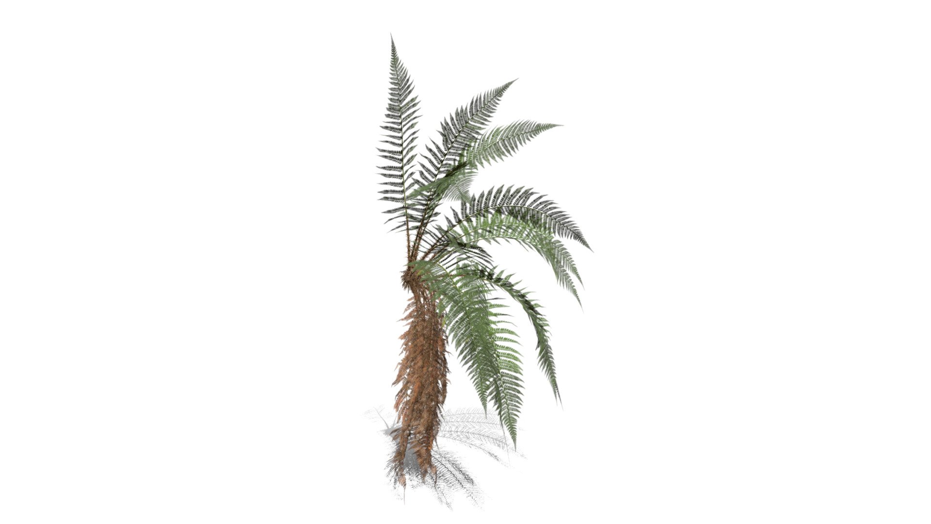 Realistic HD Male fern (27/50) - Buy Royalty Free 3D model by ...