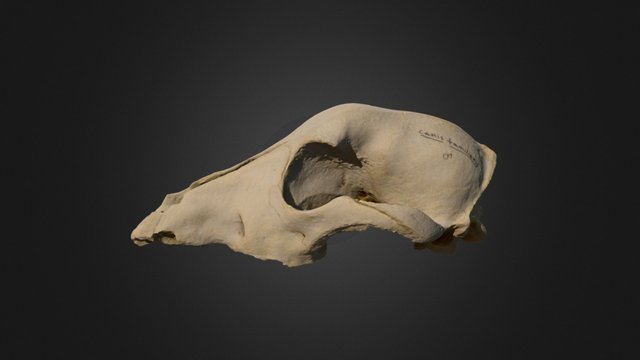 Canis Familiaris (Dog) Skull – Free 3D Model STL