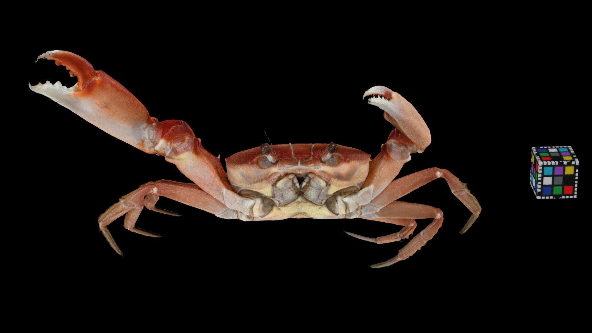 CC0 エンコウガニ 🦀 ♂ Long Armed Crab, C. surgensis — Sketchfab embed 3D viewer