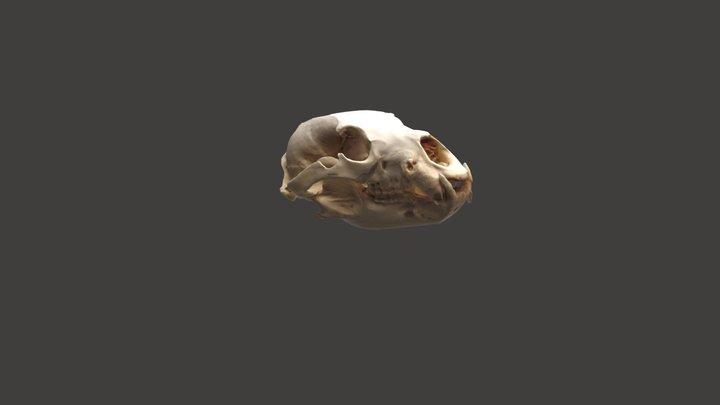 Ursus americanus Módulo 3-Práctica1 3D Model