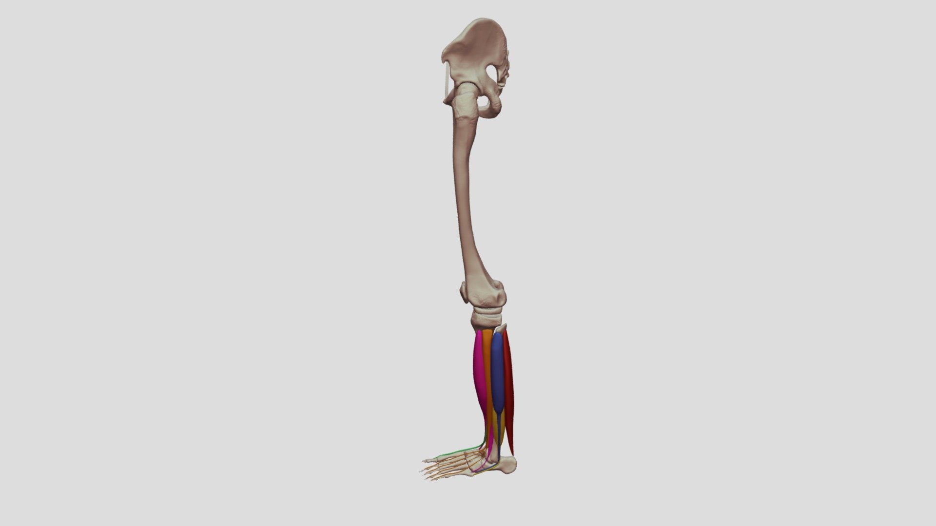 Soleus Without Gastrocs - 3D model by Digital Ecorche Massing Models ...