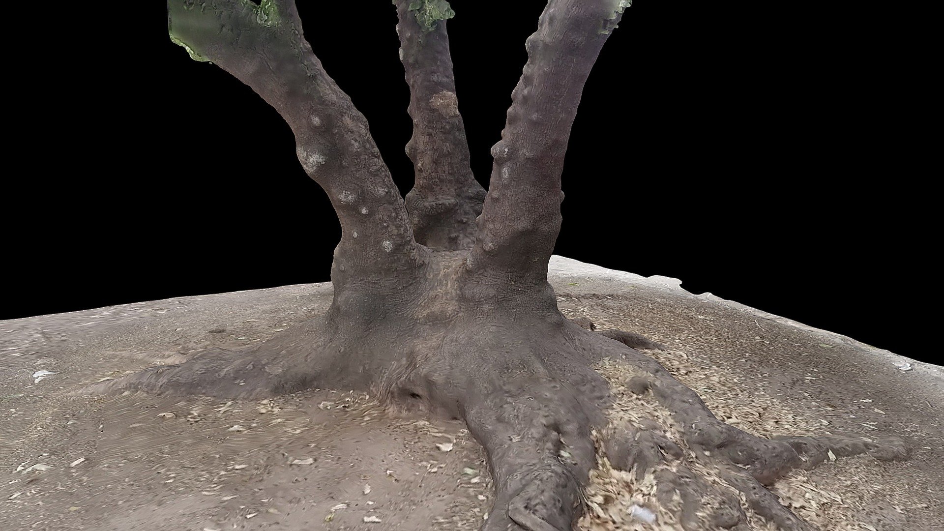 2017-04 - Santiago - Arbol 16