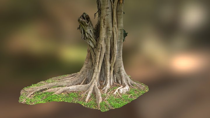 Port Jackson Fig – Modello 3D gratuito STL
