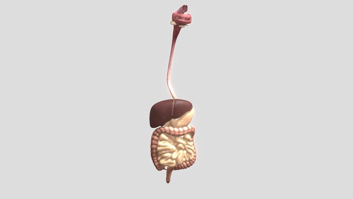 Digestive System 3D Model