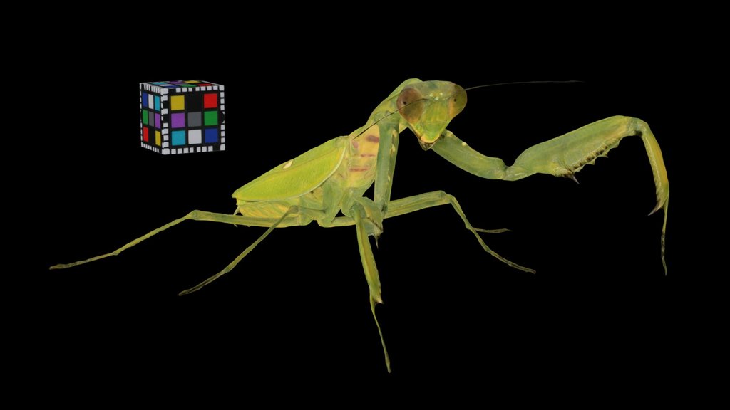 CC0 ハラビロカマキリ ♀ Asian Mantis, H. patellifera