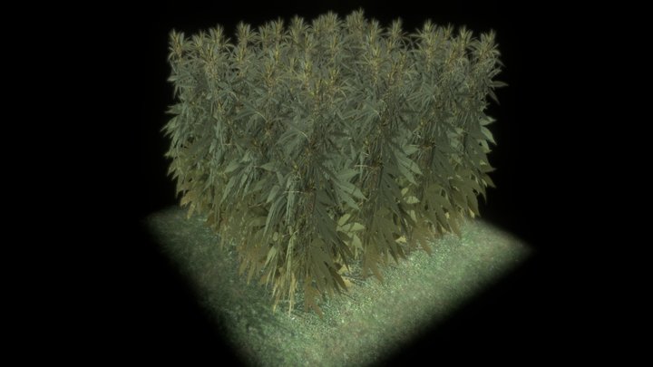 Cannabis Fields for AR 3D Model