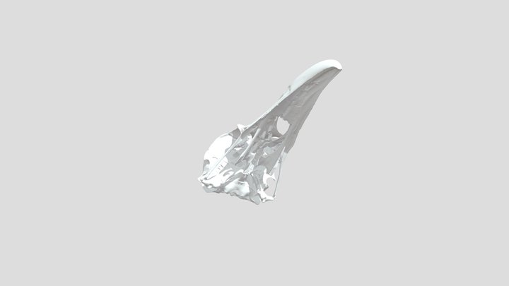 Corvus corax - upper jaw – Free 3D Model STL