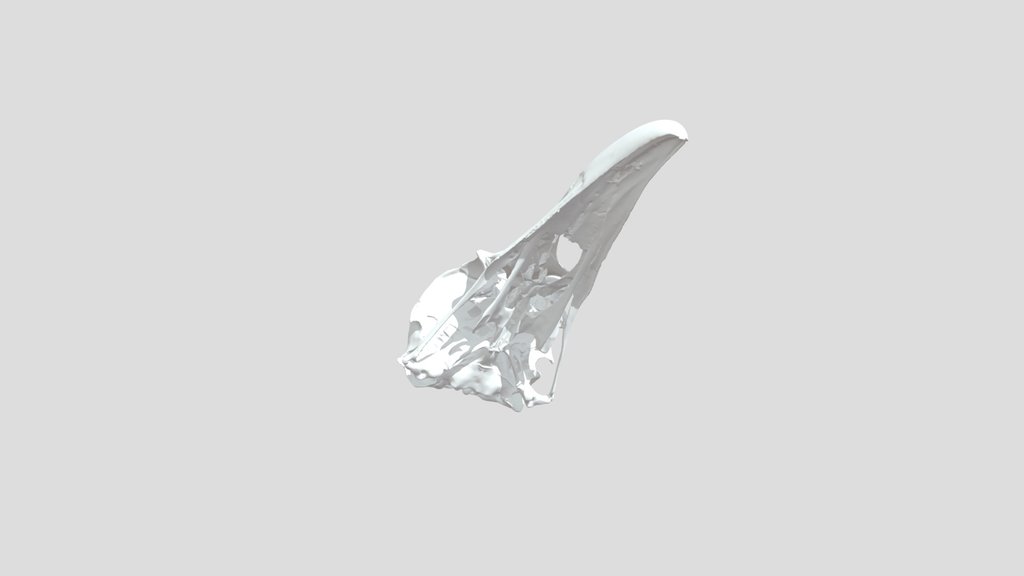 Corvus corax - upper jaw