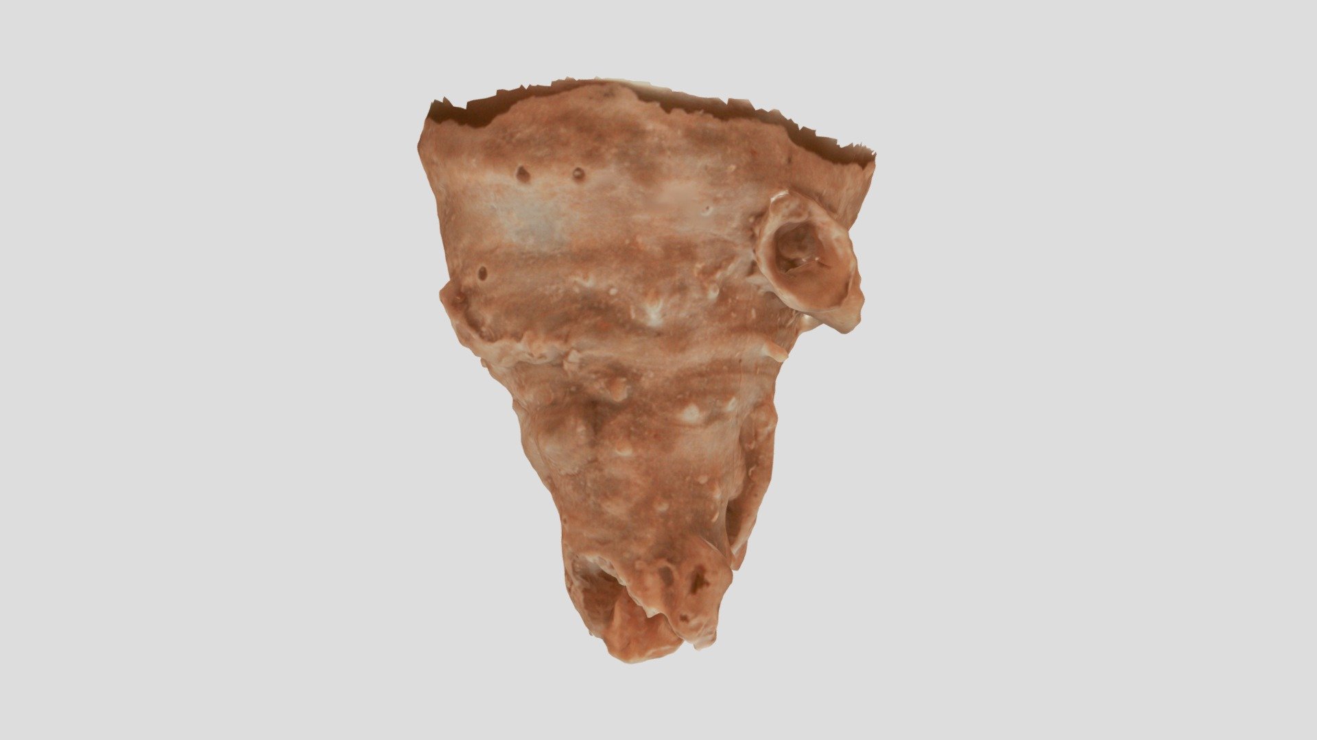 Richthofenioidea indet.