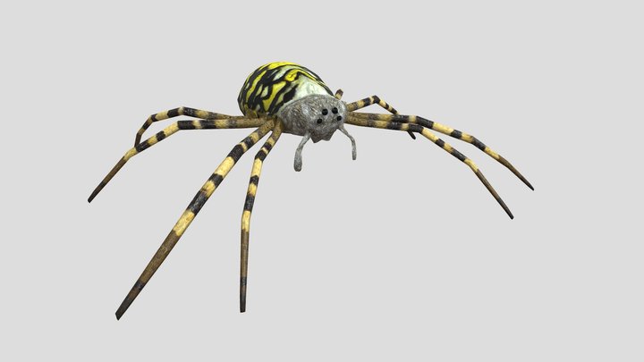 Wasp Spider 3D Model