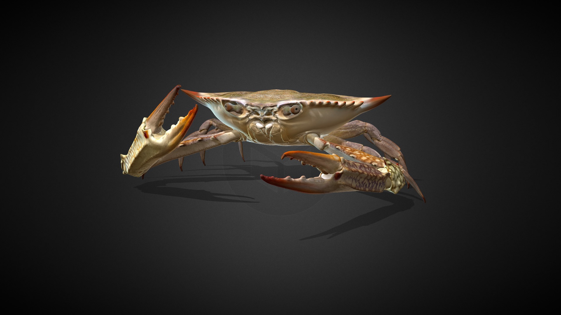 3D model The Crab - This is a 3D model of the The Crab. The 3D model is about a group of frogs.