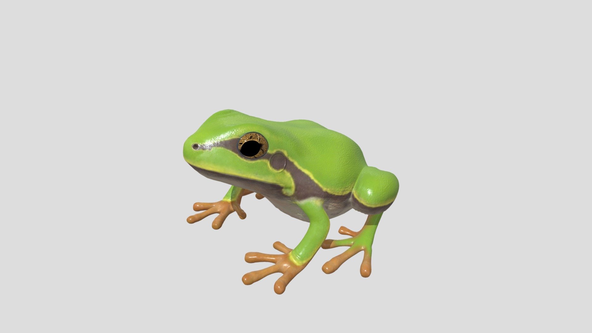 Frog - Download Free 3D model by kenchoo [ebce6aa] - Sketchfab