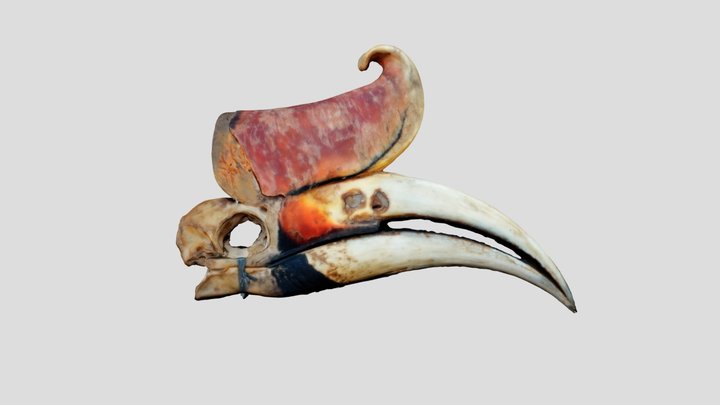Rhinoceros Hornbill skull 3D Model