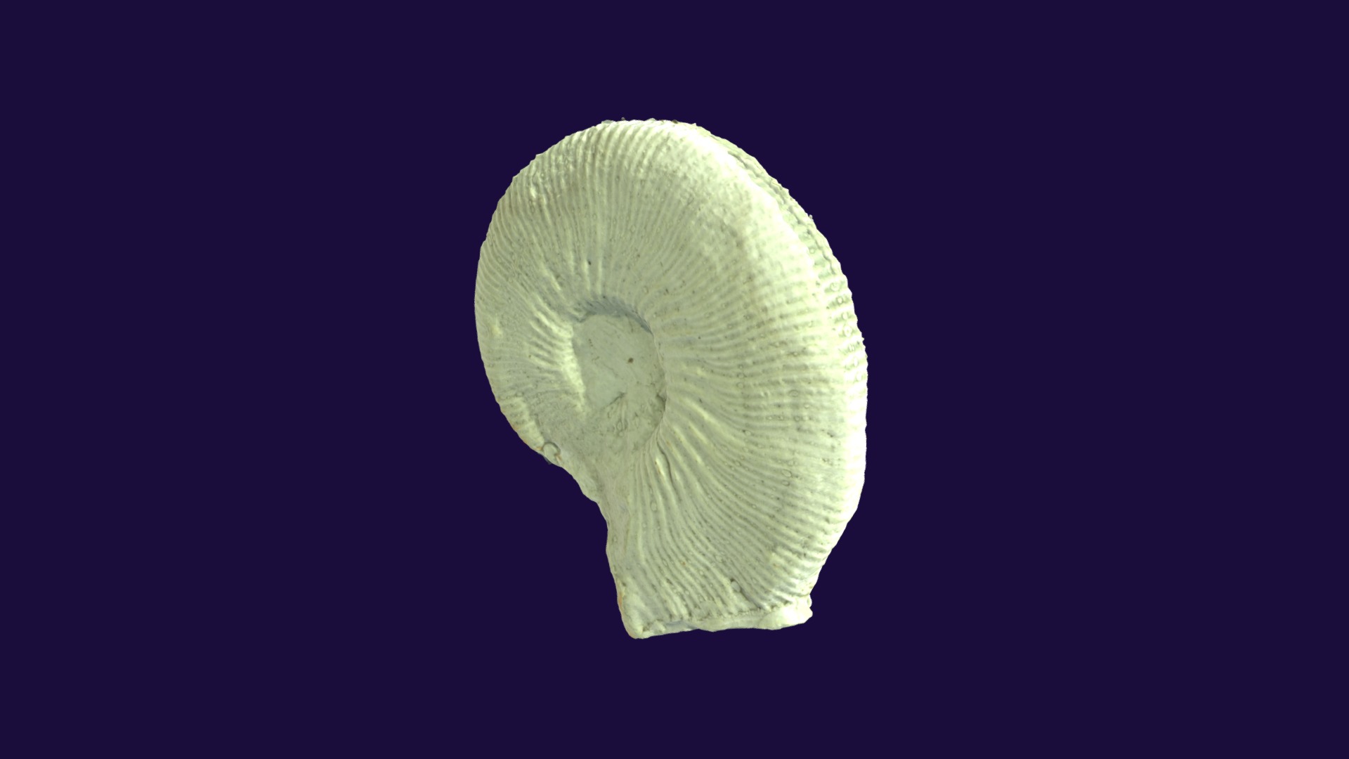 3D model Cosmoceras knechteli 104152 - This is a 3D model of the Cosmoceras knechteli 104152. The 3D model is about a white shell with a black background.