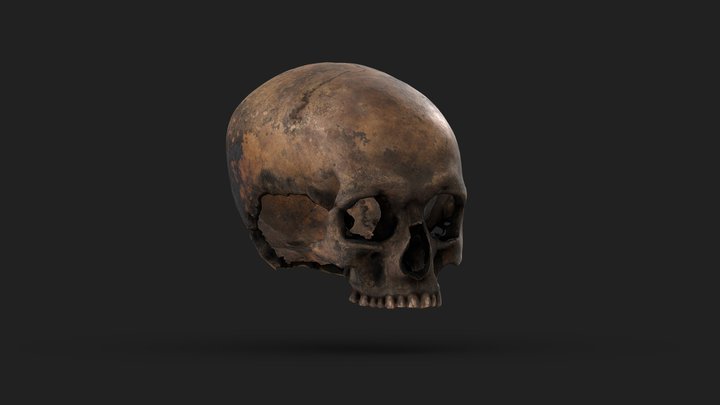 Egyptian skull 3D Model