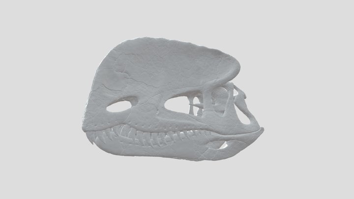 Dilophosaurus Skull 3D Model