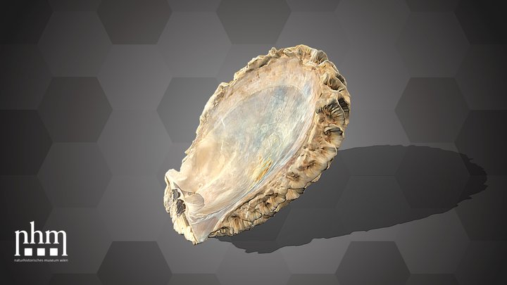 Favites sp.(NHMW-ZOO-EV-0008824) – Free 3D Model STL