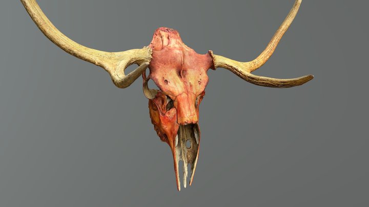 Deer Skull - Photoscan 3D Model