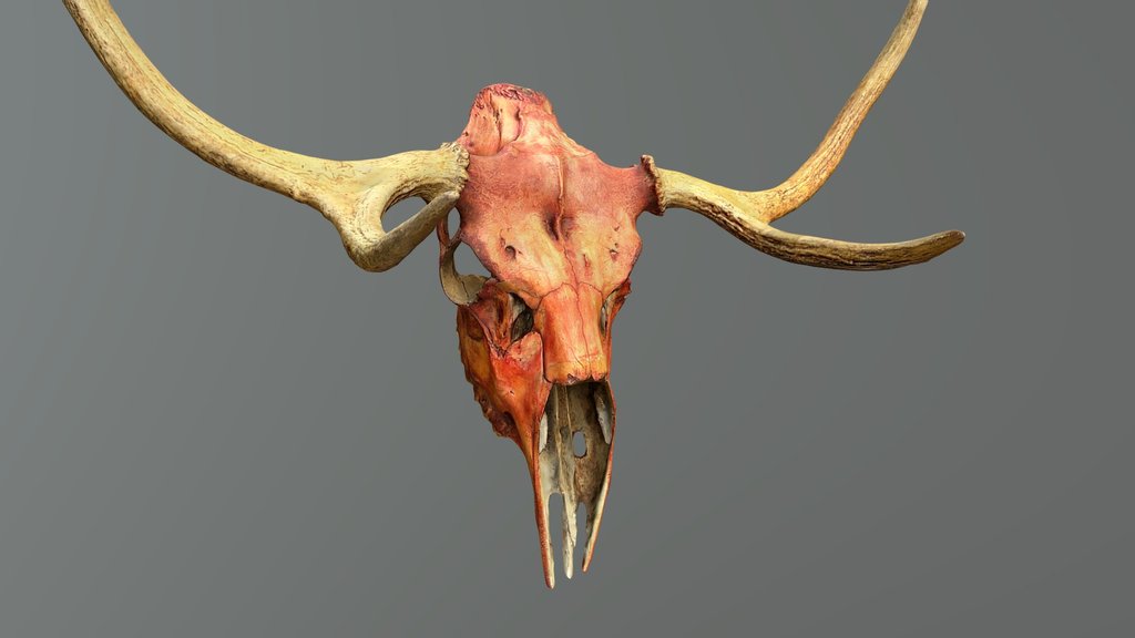 Deer Skull - Photoscan