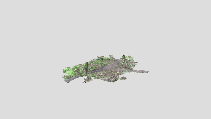 Woods 1 Polygram-poly 3D Model