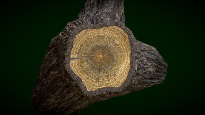 Tree Trunk anatomy 3D Model