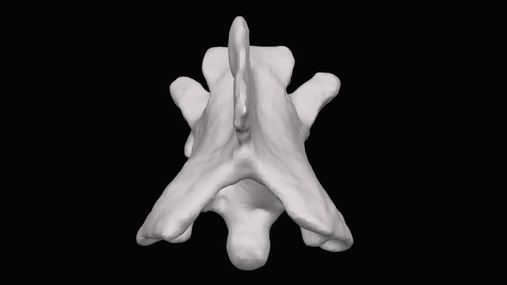 Snake vertebra. Gray Fossil Site, early Pliocene 3D Model