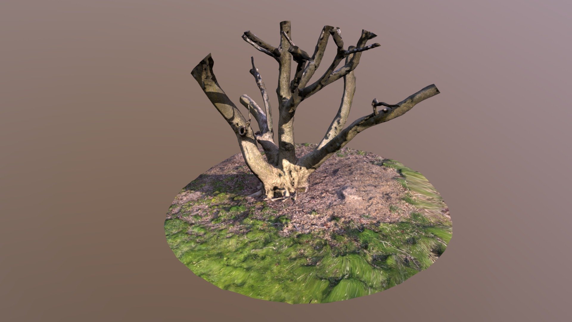 Day 227: Magnolia Tree Trunc