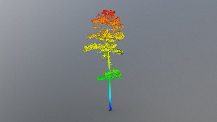 Wade Tree 18 Height Gradient 3D Model