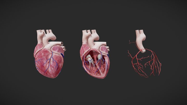 Heart Anatomy 3D Model