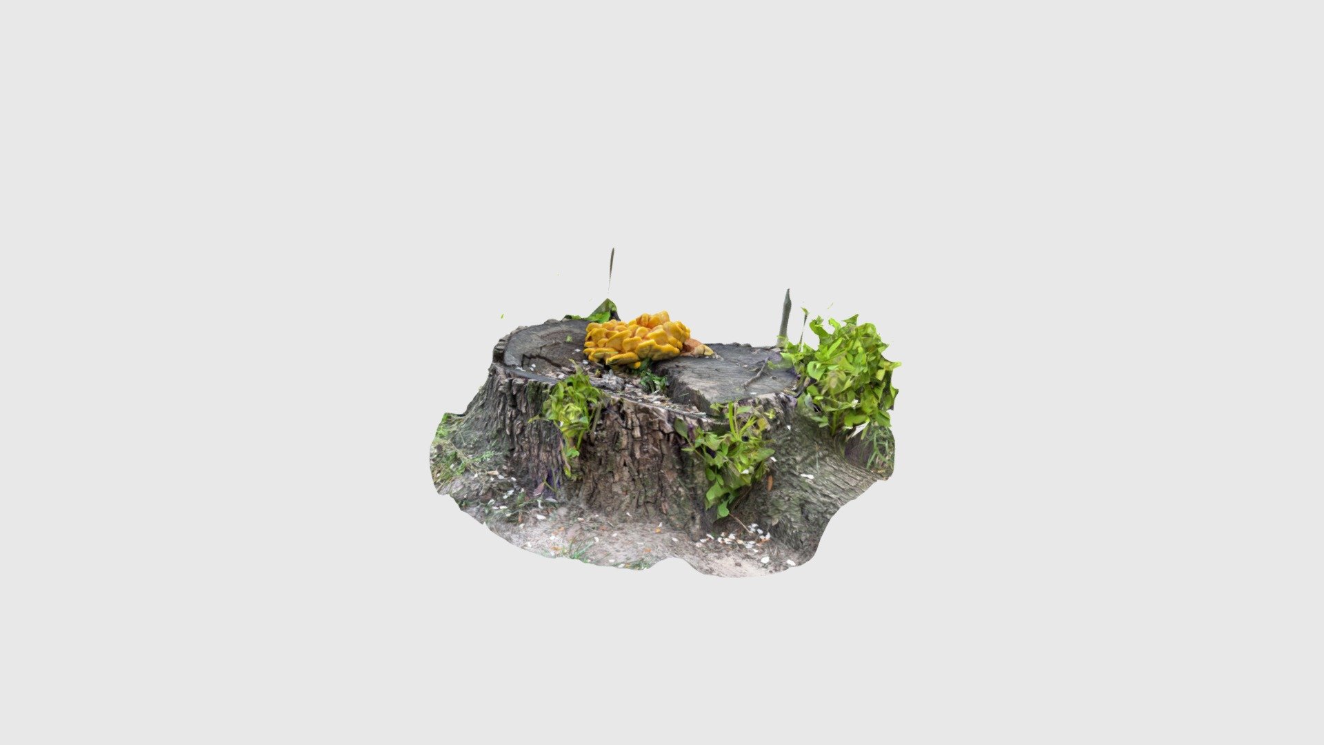 Mushrooms_01