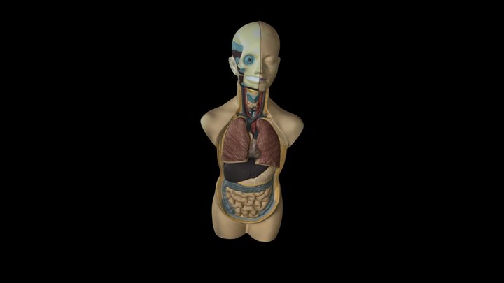 Scansione 3d corpo umano sezionato 3D Model