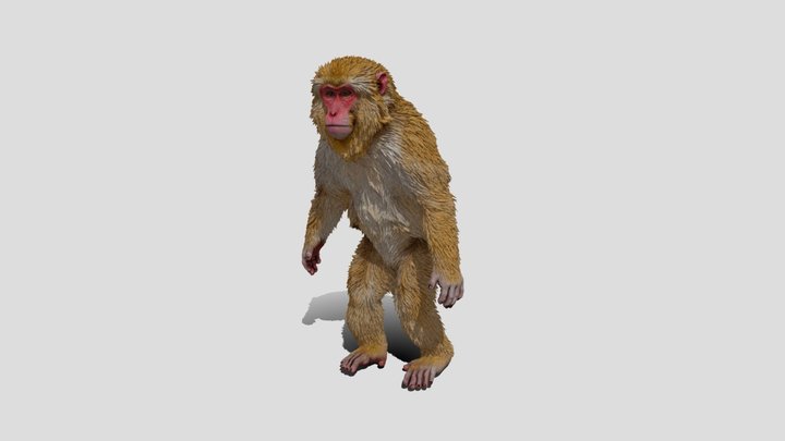 Monkey animal 3d model free