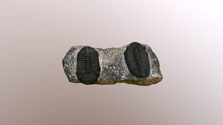 Trilobites 3D Model