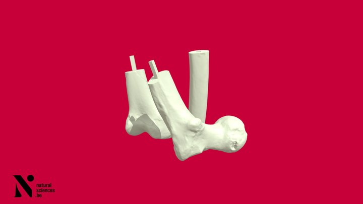 Spy right femur, cut into 3 pieces 3D Model