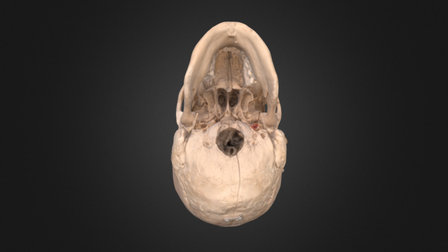 Human Male Inferior View with Mandible 3D Model