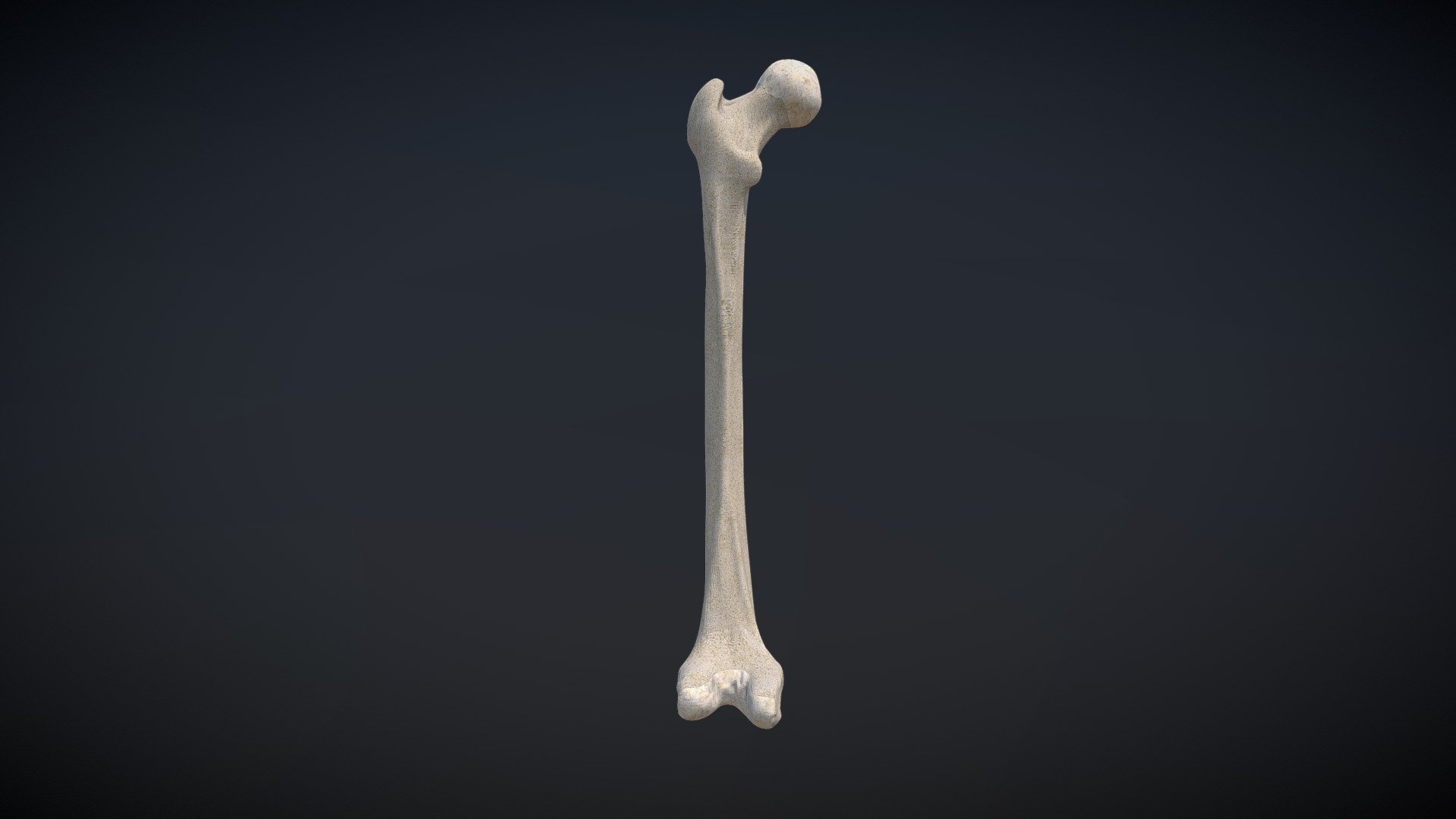 Femur - Buy Royalty Free 3D model by Ualde (@sebaualde) [ebeaa85 ...