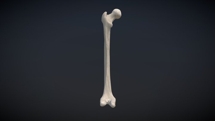 Femur – Free 3D Model STL