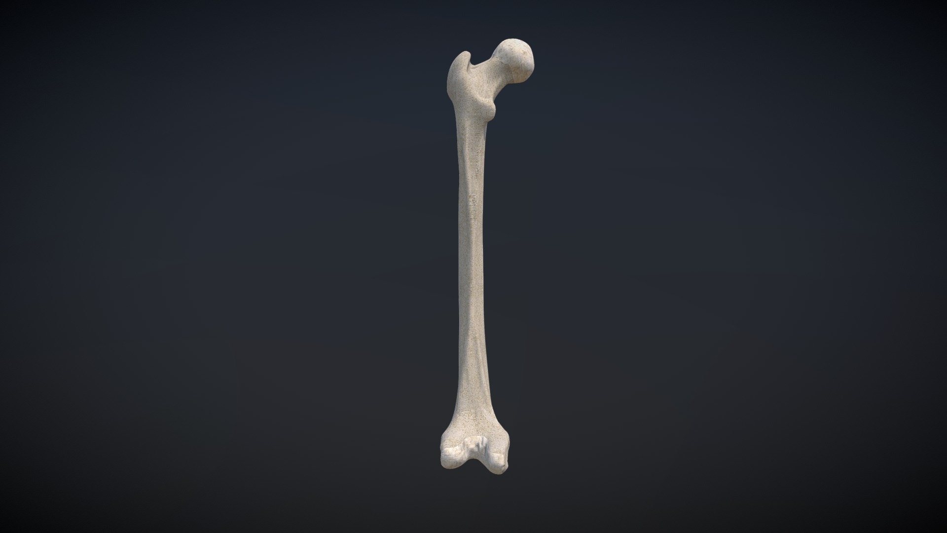 3D model Femur - This is a 3D model of the Femur. The 3D model is about a bone on a black background.