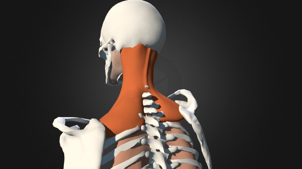 neck diagrams software
