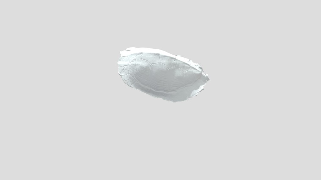 Turtle Shell (TREC)