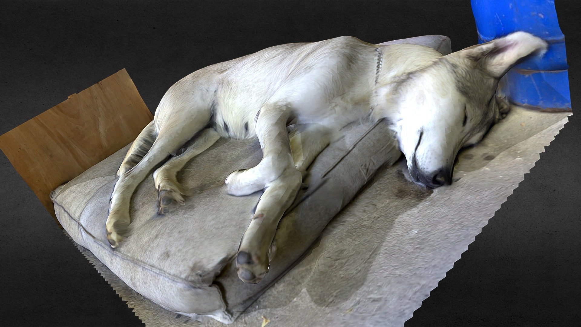 Kira the dog