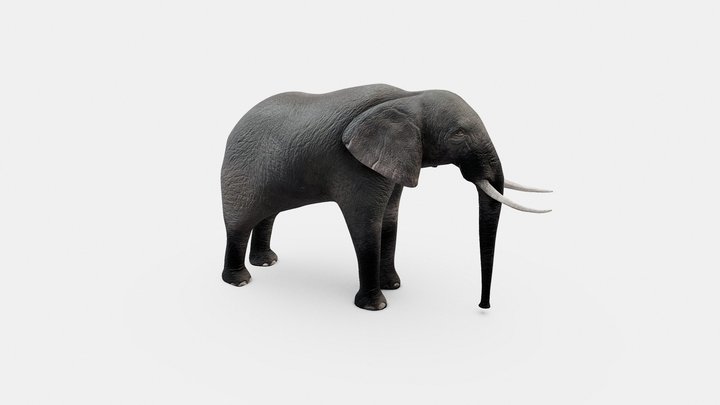 Realistic Elephant 3D Model