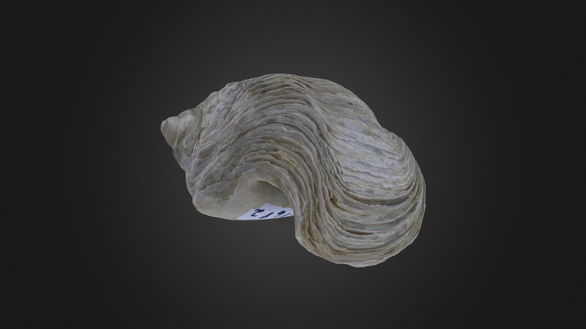 Gastropod: Antarctodarwinella sp. (PRI 65610)