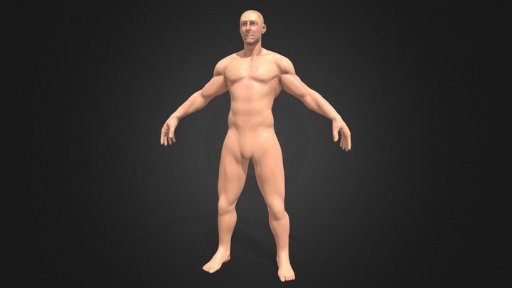 Male Anatomy 3D Sculpted Model 3D Model