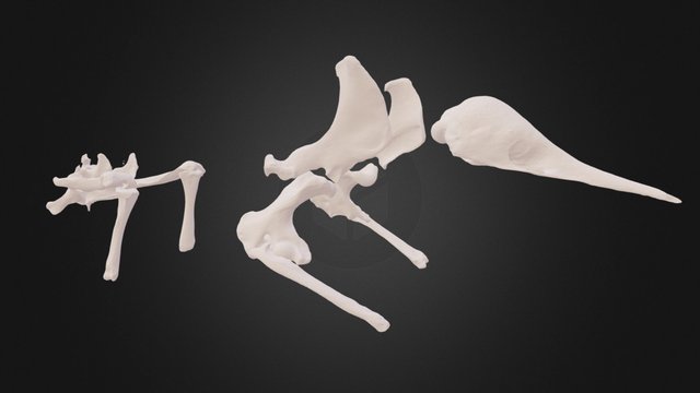 Articulated echidna bits 3D Model