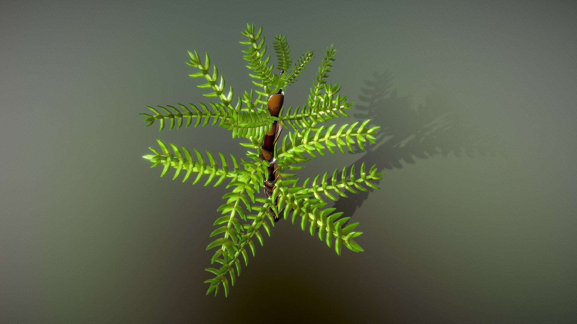 CIPRÉS DE LAS GUAITECAS — Sketchfab embed 3D viewer