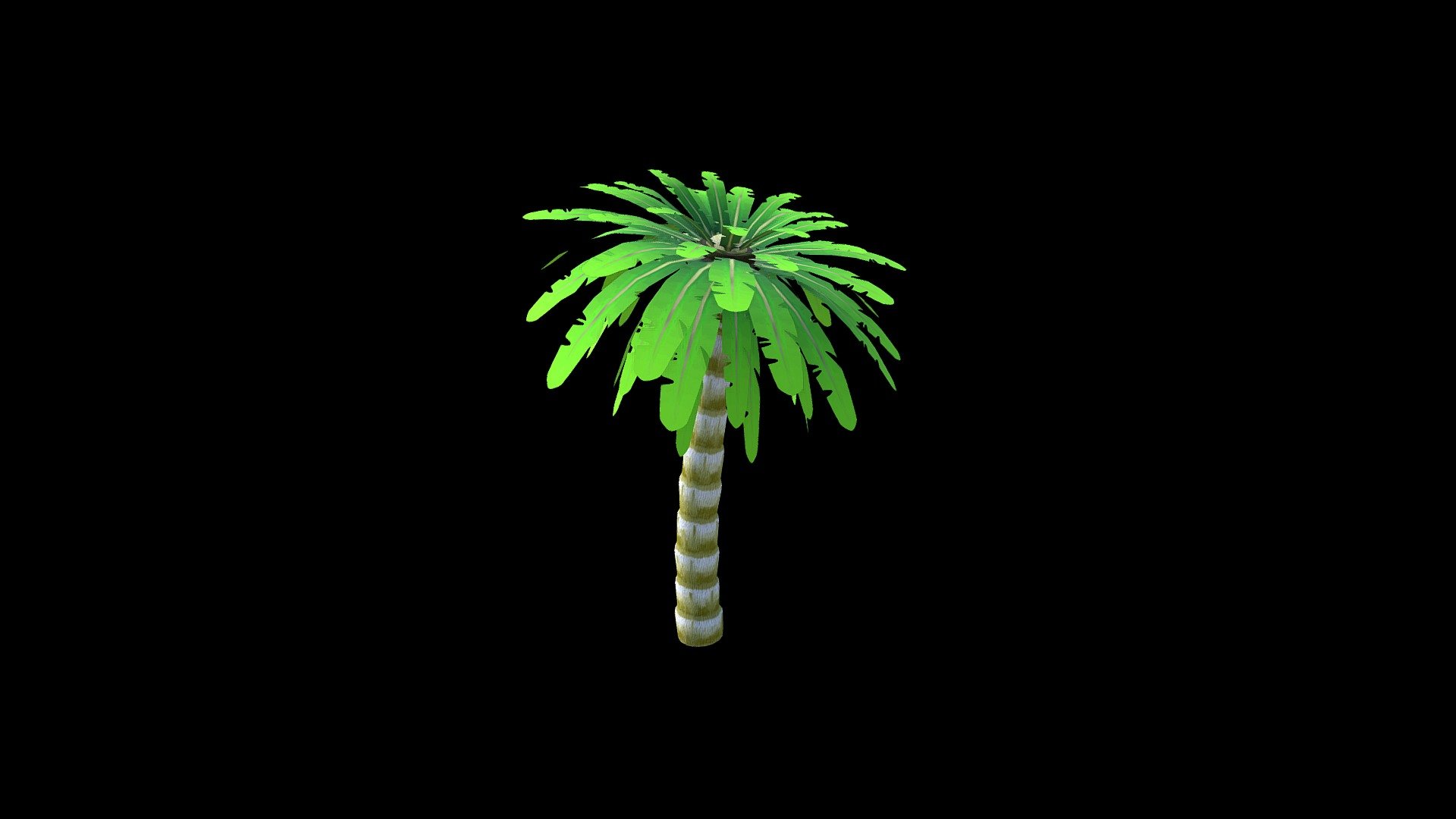 Palmera1